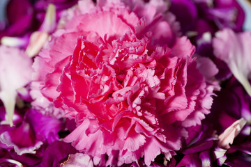 pink carnation flower