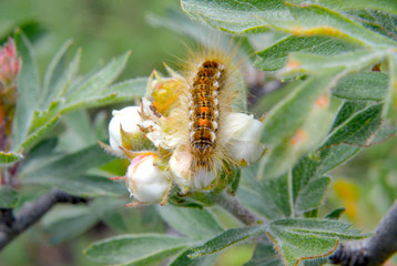 caterpillar macro closeup on a blossom