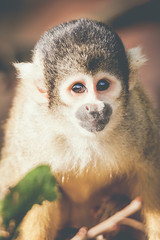 Portrait de singe jaune