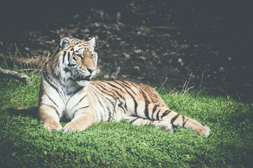 Fototapeta na wymiar Tigre allongé
