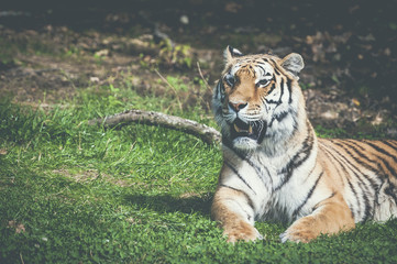 Tigre