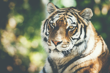 Naklejka premium Portrait de tigre