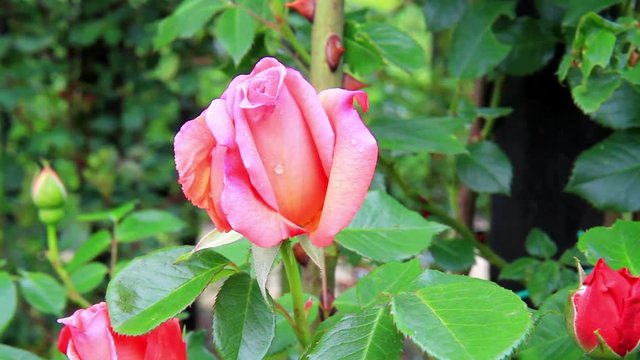 Roses in the Coloma Rose Garden (Sint-Pieters-Leeuw, Belgium).