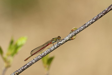 Frühe Adonislibelle