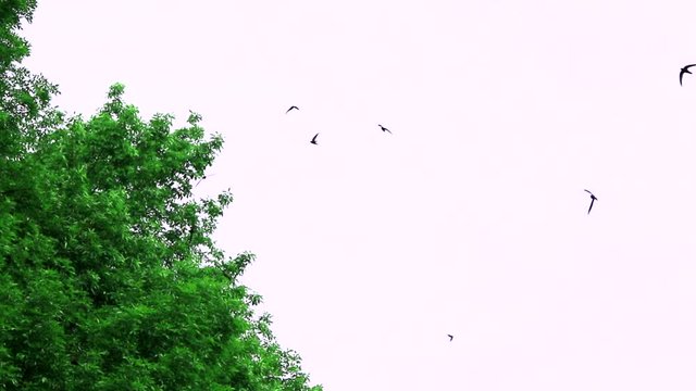 Alpine Swift in flight