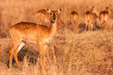 Wild Puku Antelope in South Luangwa National Park
