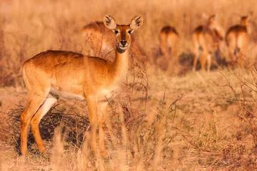 Fototapeten Antilope Wild Puku Antelope in South Luangwa National Park  © donvanstaden