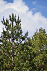 Pine trees and the sky