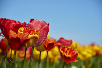 Naklejka premium tulpen43