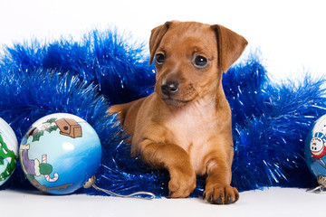 Red Pinscher puppy and New Year (isolated on white)