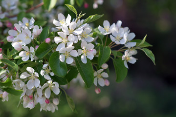 The May blooming apple tree in the city park