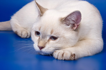 Sad white cat lying on a blue background