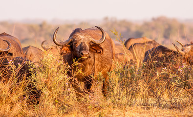 Herd or African Cape Buffalo