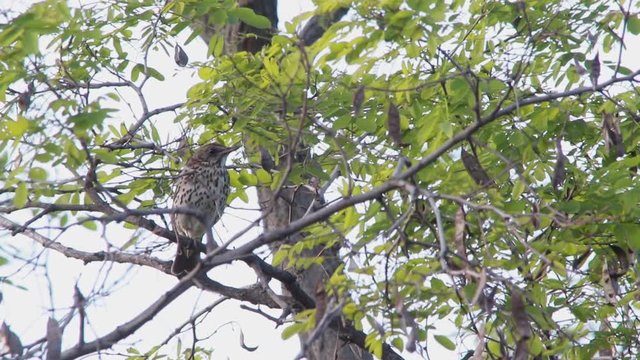 Song Thrush, live sound