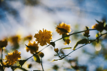 Yellow flowers in spring, close up.