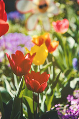 Naklejka premium Tulips in a beautiful garden
