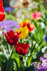 Tulips in a beautiful garden