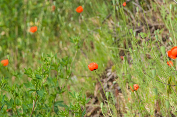 Field wild poppy