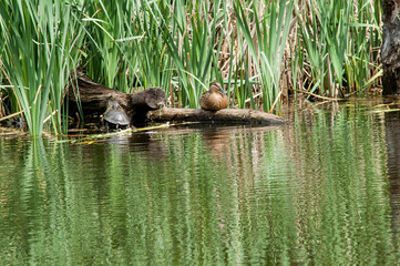 turtle duck  water