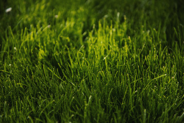 Fototapeta premium Green grass in sunlight