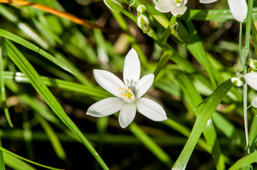 white flower spring