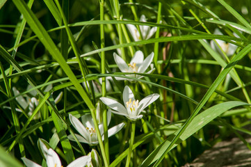 white flower spring