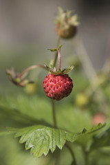 wild strawberries in the forest
