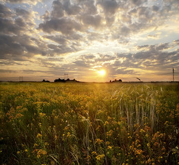 beautiful summer sunset in the field. Mnogotrave, different flowers, beautiful sky and clouds.
