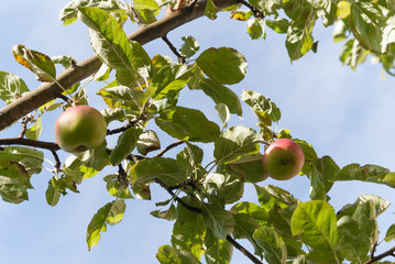 Äpfel im Sonnenschein - Malus