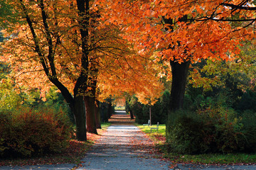 color autumn forest © jonnysek