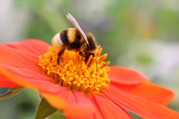 Hummel auf der Blüte