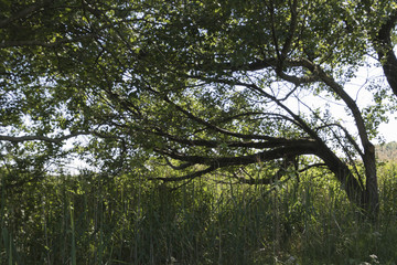 Fototapeta premium tree in the forest