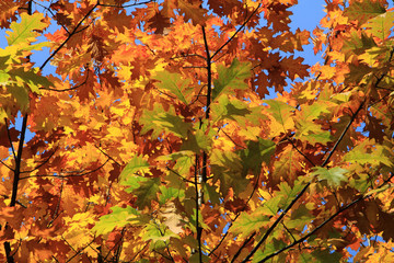 autumn leaves background