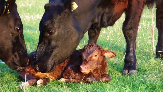 New born calf beautiful cute cow minutes after birth mother cow and another cow licking young infant vigorously clean baby cow Aberdeen Angus cattle beautiful summer evening on green grass field