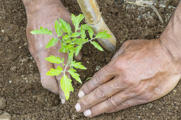 farmer planting tomatoes