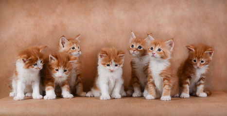 Seven red-haired kittens sitting on a beige background. Little kittens sitting in a row. Studio photography. © olga_sk