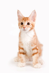 Obraz premium Little red kitten sitting on white background. Studio photography. 