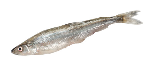 Smelt fish