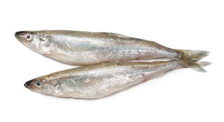 Smelt fishes