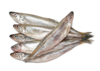 Smelt fishes