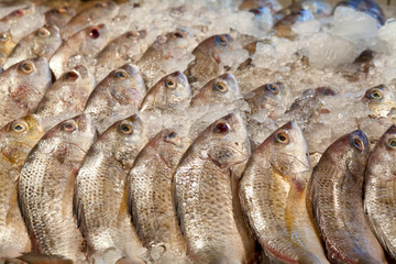Raw bream fish over ice. Horizontal shot, close up