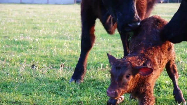 New born calf struggling to rise to its feet and stands up for very first time making first steps small hoofs mother cow licking young infant vigorously Aberdeen Angus cattle just minutes after birth
