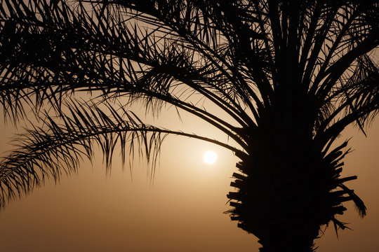 silhouette of palm tree at sunrise