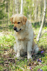 Golden Retriever dog sitting
