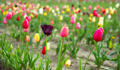 Tulpen