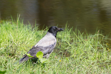 crow near the water
