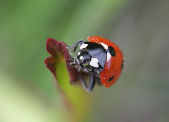 Macro of ladybug on a blade of grass 