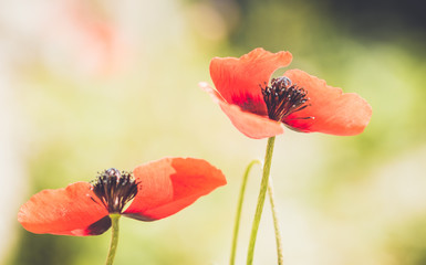 Fototapeta premium spring meadow with red poppies