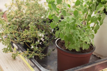 Potted organic herbs garden in the balcony for aromatic and cook