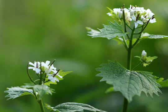 Gew&ouml;hnliche Knoblauchrauke